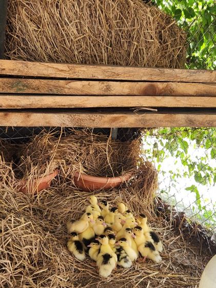 เป็ดเทศ ลูกเป็ดเทศ เป็ดบาบารี่ Duck รูปที่ 8