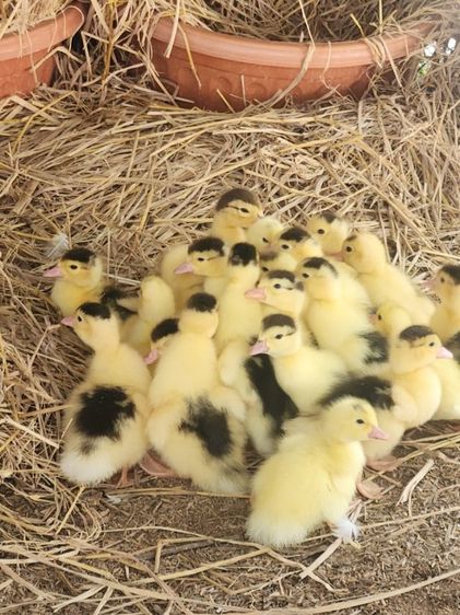 เป็ดเทศ ลูกเป็ดเทศ เป็ดบาบารี่ Duck รูปที่ 6