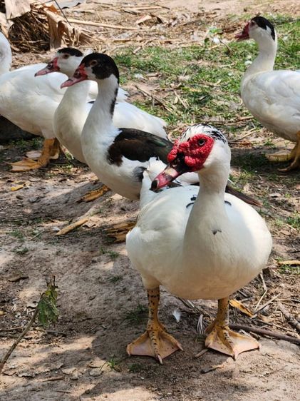 เป็ดเทศ ลูกเป็ดเทศ เป็ดบาบารี่ Duck