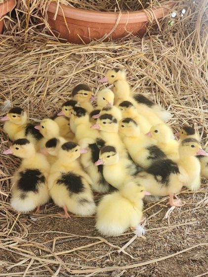 เป็ดเทศ ลูกเป็ดเทศ เป็ดบาบารี่ Duck รูปที่ 7