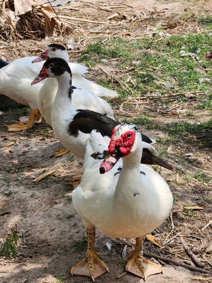 เป็ดเทศ ลูกเป็ดเทศ เป็ดบาบารี่ Duck รูปที่ 4
