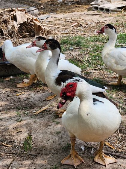 เป็ดเทศ ลูกเป็ดเทศ เป็ดบาบารี่ Duck รูปที่ 3