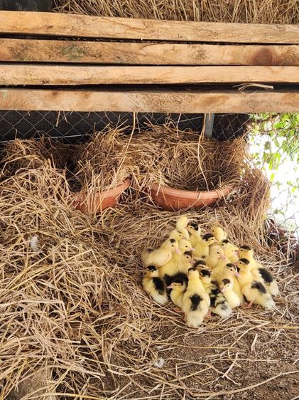 เป็ดเทศ ลูกเป็ดเทศ เป็ดบาบารี่ Duck รูปที่ 9