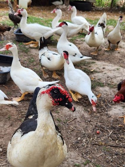 เป็ดเทศ ลูกเป็ดเทศ เป็ดบาบารี่ Duck รูปที่ 2