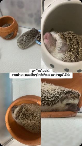 เม่นแคระ รูปที่ 3