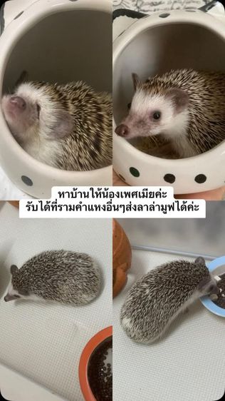 เม่นแคระ รูปที่ 2