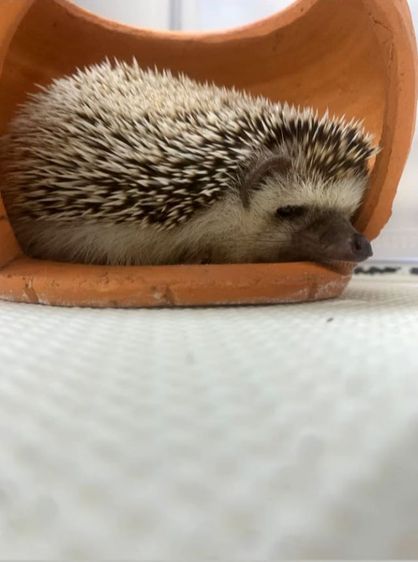 เม่นแคระ