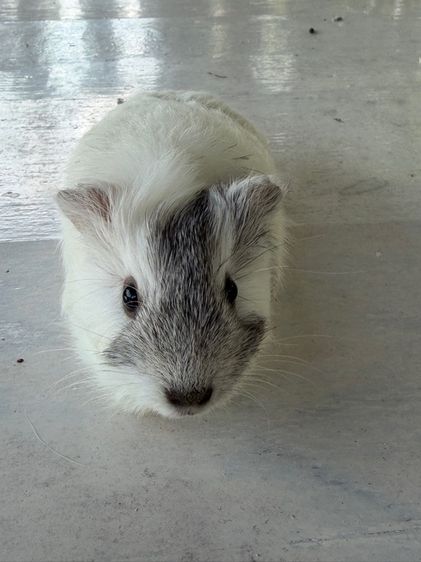 แกสบี้สายพันธุ์แท้อเมกัน รูปที่ 4