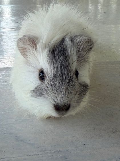 แกสบี้สายพันธุ์แท้อเมกัน รูปที่ 2