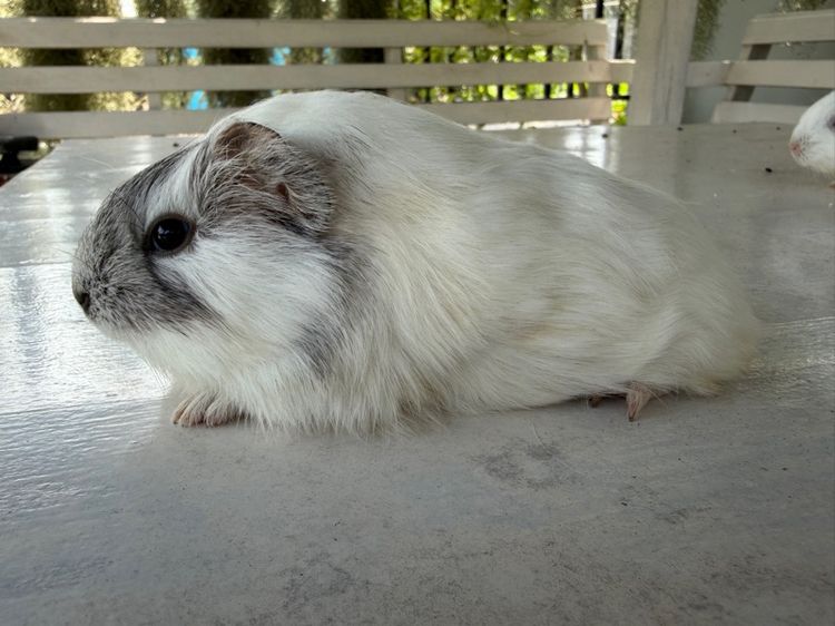 แกสบี้สายพันธุ์แท้อเมกัน รูปที่ 5