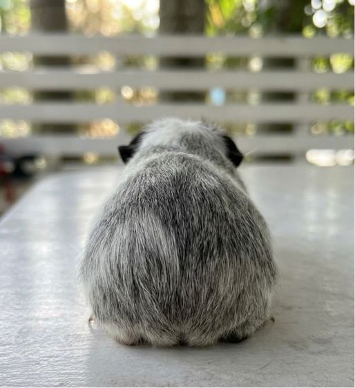แกสบี้แท้เพศเมีย รูปที่ 2