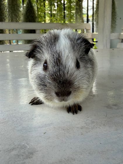 แกสบี้แท้เพศเมีย รูปที่ 6