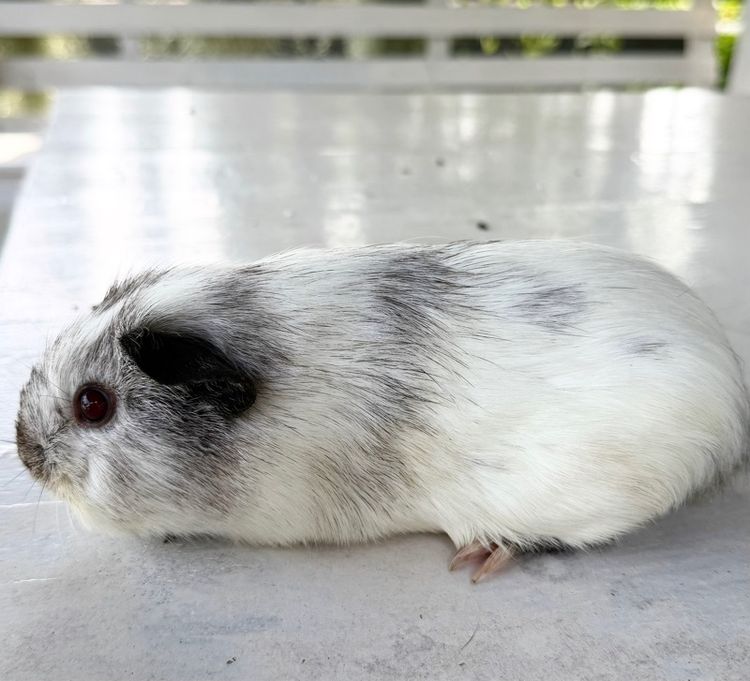 แกสบี้แท้เพศเมีย รูปที่ 9