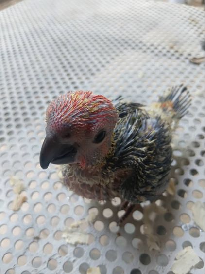 ซันคอร์นัว รูปที่ 4