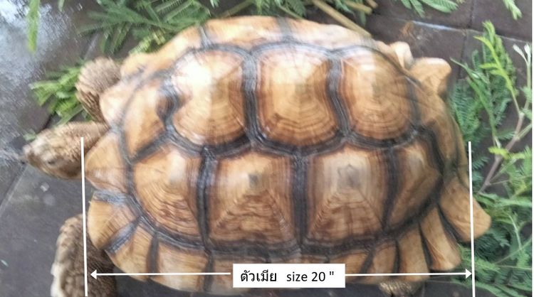 ขายเต่าซูคาต้า รูปที่ 2