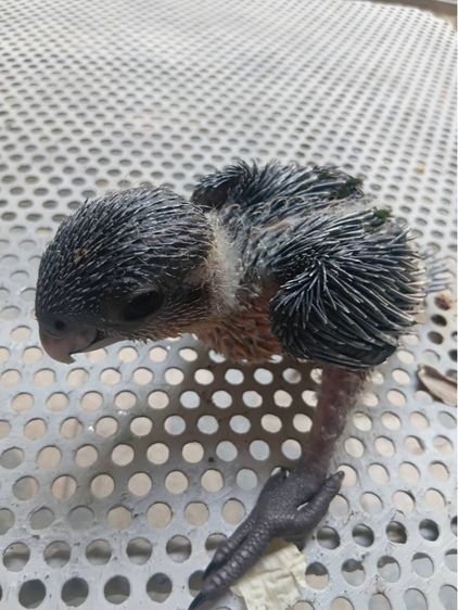 นกแบล็คเฮดไคล์