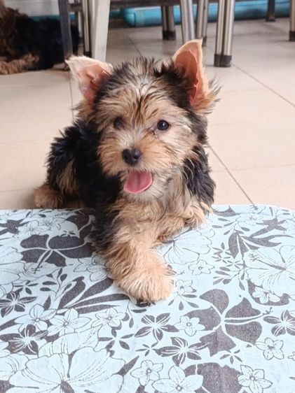 ยอร์คเชียร์ เทอร์เรีย (Yorkshire Terrier) เล็ก ลูกยอร์คเชียร์แท้  ผู้หญิง  ราคาเบาเบา