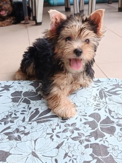 ลูกยอร์คเชียร์แท้  ผู้หญิง  ราคาเบาเบา รูปที่ 4