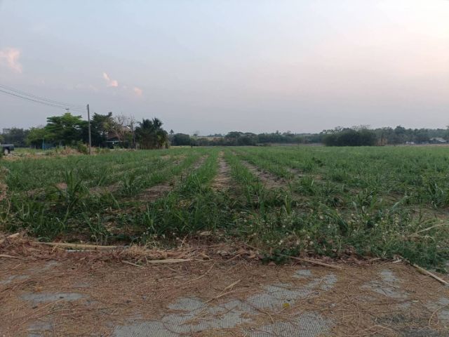 ใช่ ขายที่ดินไร่อ้อยลพบุรี รูปที่ 2