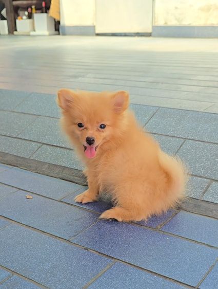 ปอมเมอเรเนียน (Pomeranian) เล็ก ลูกสุนัขปอมเมอเรเนียน เพศเมีย สายพันธุ์แท้ สีสวย เลี้ยงง่าย จาก kankarnclub มีจัดส่งทั่วประเทศ(กันย์เจ้าเก่าครับ)
