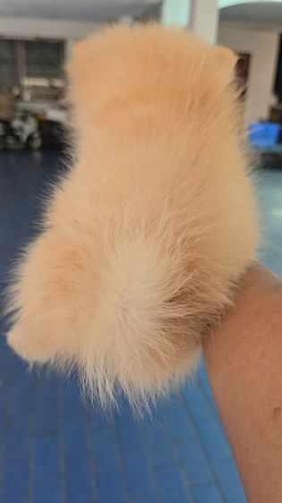 ลูกสุนัขปอมเมอเรเนียน เพศเมีย สายพันธุ์แท้ สีสวย เลี้ยงง่าย จาก kankarnclub มีจัดส่งทั่วประเทศ(กันย์เจ้าเก่าครับ) รูปที่ 7