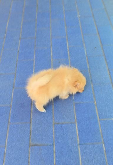 ลูกสุนัขปอมเมอเรเนียน เพศเมีย สายพันธุ์แท้ สีสวย เลี้ยงง่าย จาก kankarnclub มีจัดส่งทั่วประเทศ(กันย์เจ้าเก่าครับ) รูปที่ 4