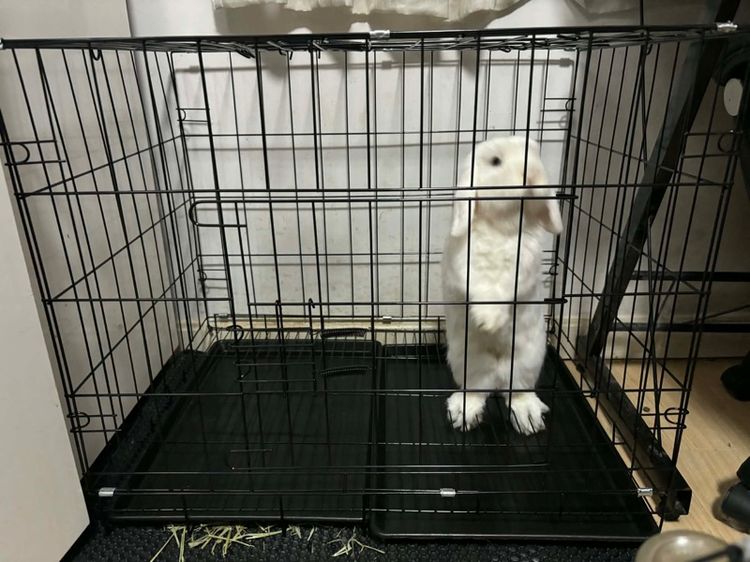 กรง คอกและประตู กรงสัตว์เลี้ยงพับได้