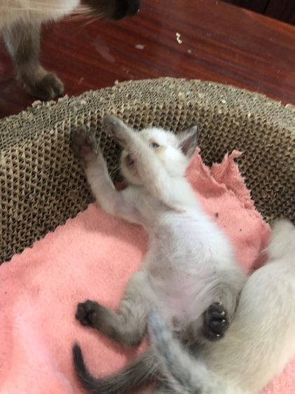 แมววิเชียรมาร รูปที่ 3