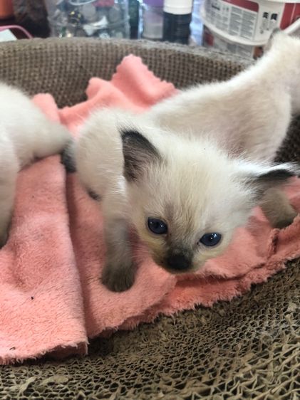 แมววิเชียรมาร รูปที่ 4