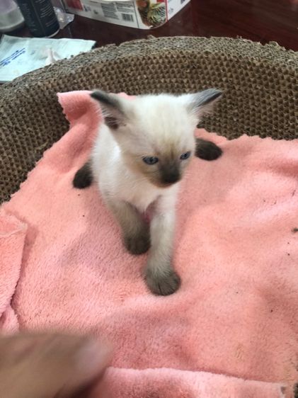 แมววิเชียรมาร รูปที่ 5