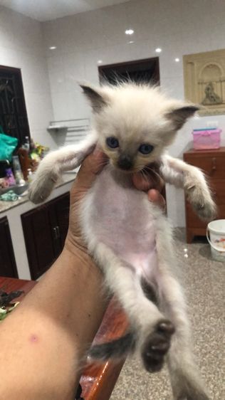 วิเชียรมาศ (Siamese Cat) แมววิเชียรมาร