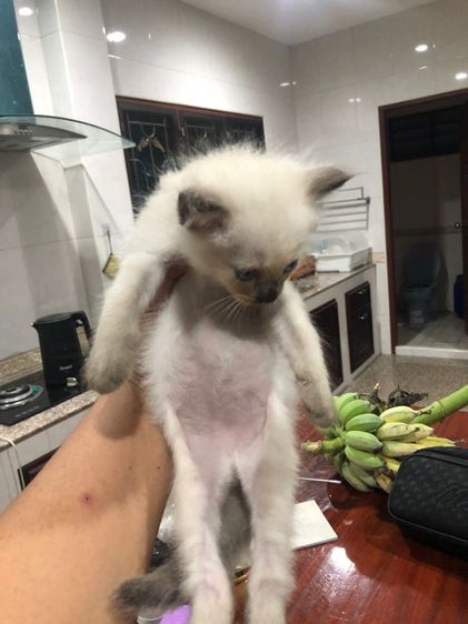 แมววิเชียรมาร รูปที่ 2