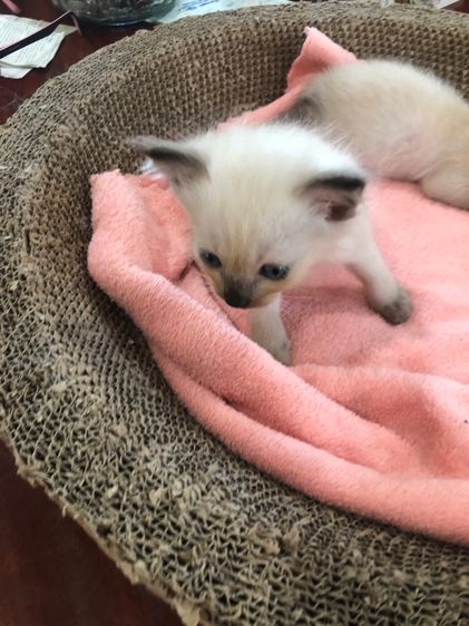 แมววิเชียรมาร รูปที่ 6