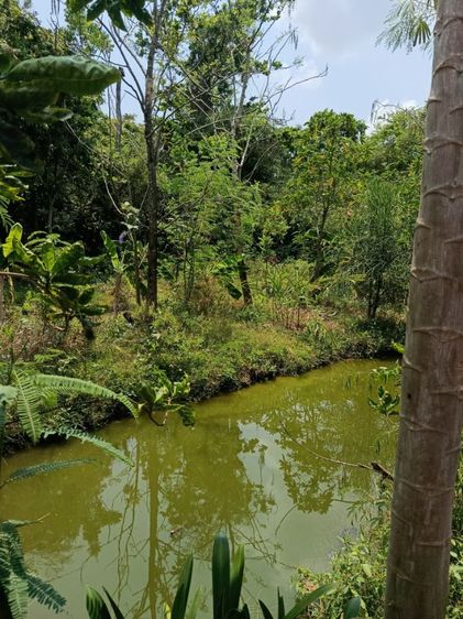 ใช่ ที่ดินเปล่า 70 ตารางวา รูปที่ 3