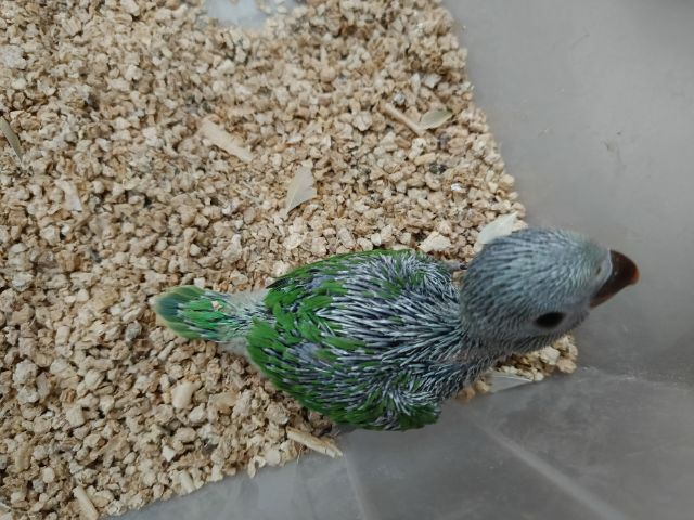 ลูกป้อนริงเนคไม่ทราบเพศ