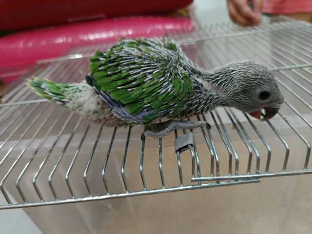 ลูกป้อนริงเนคไม่ทราบเพศ รูปที่ 3