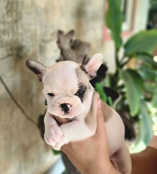 ขายเฟรนช์บูลด็อก รูปที่ 2