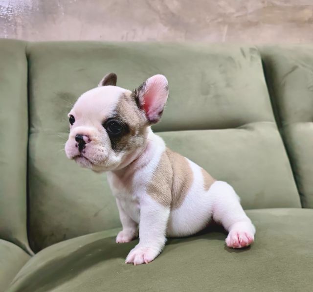 เฟรนช์ บูลด็อก (French Bulldog) เล็ก ขายเฟรนช์บูลด็อก