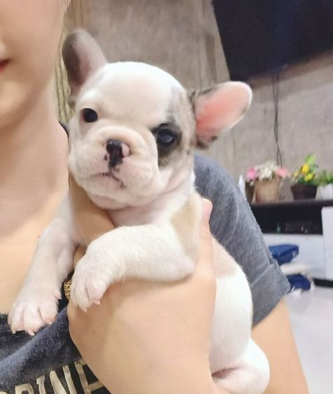 ขายเฟรนช์บูลด็อก รูปที่ 4