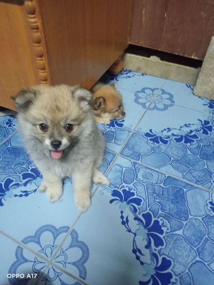 หาบ้านให้น้องหมา  รูปที่ 9