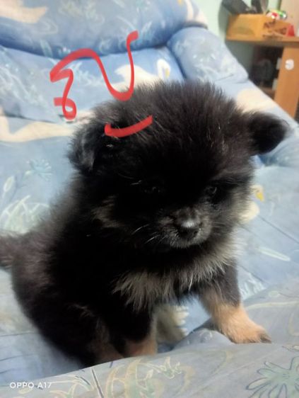 หาบ้านให้น้องหมา  รูปที่ 6