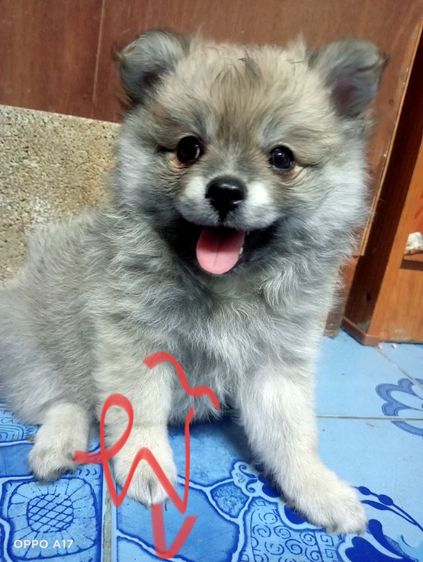 หาบ้านให้น้องหมา  รูปที่ 4