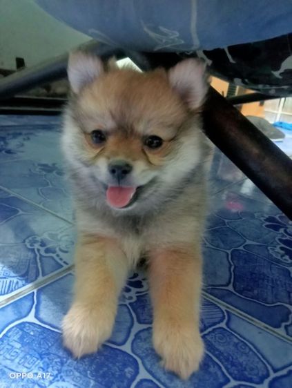 หาบ้านให้น้องหมา  รูปที่ 7
