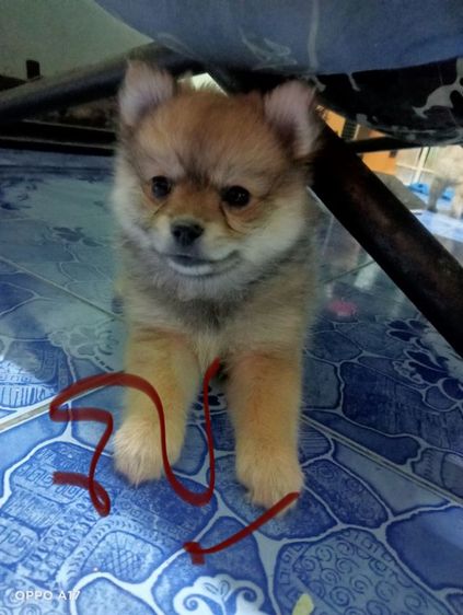 หาบ้านให้น้องหมา  รูปที่ 3