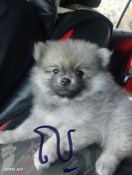 หาบ้านให้น้องหมา 
