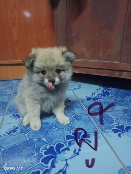 หาบ้านให้น้องหมา  รูปที่ 5