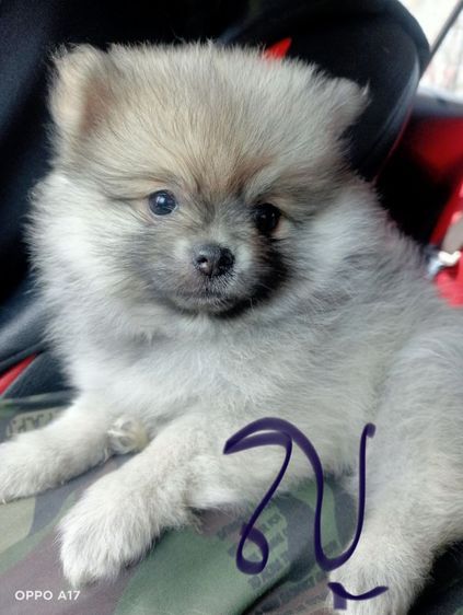 หาบ้านให้น้องหมา  รูปที่ 2