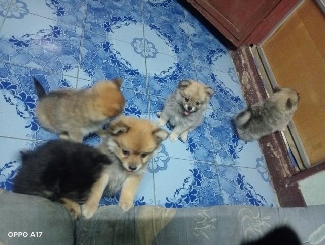 หาบ้านให้น้องหมา  รูปที่ 8