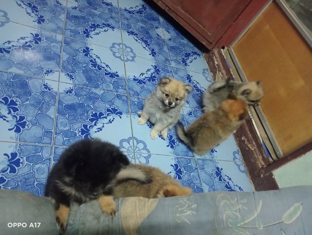 หาบ้านให้น้องหมา  รูปที่ 10