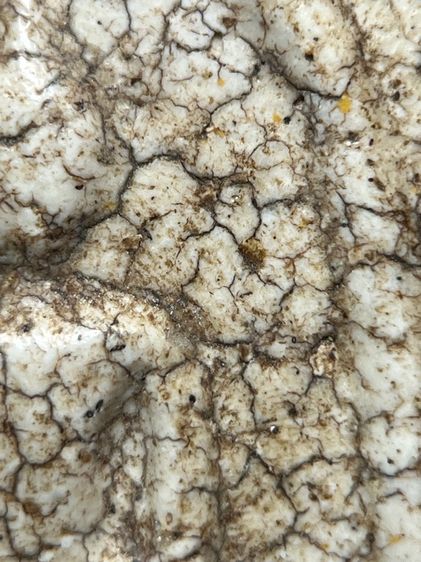 พระสมเด็จวัดระฆังพิมพ์ใหญ่โค้ชระฆัง ส่งตามรูป (50) รูปที่ 6